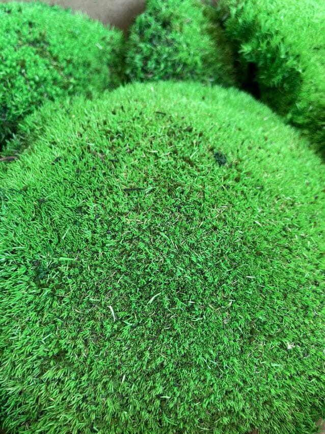 Preserved Green Cushion Bun Moss BULK - Highland Moss
