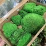 preserved green cushion bun moss bulk
