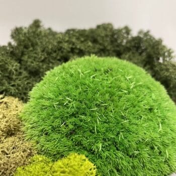 Preserved Green Cushion Bun Moss BULK Made with Moss art 2
