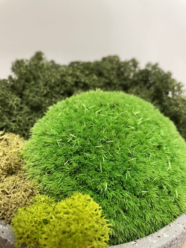 Preserved Green Cushion Bun Moss BULK - Highland Moss