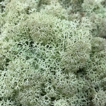 Preserved Reindeer Moss MINT GREEN BULK Made with Moss plant decoration