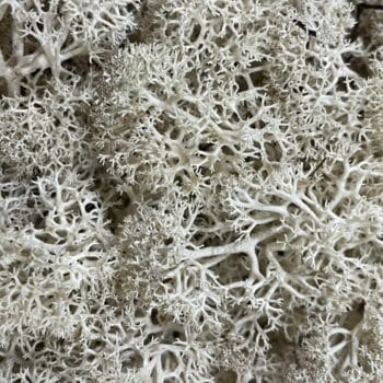 Preserved Reindeer Moss – Red Made with Moss grey 2