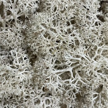 Preserved Reindeer Moss NATURAL PALE Made with Moss grey