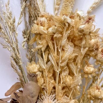 Dried Natural Flowers Rustic Bouquet WARM WHITE Dried Flowers dried 2