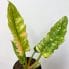 philodendron ring of fire 14cm pot