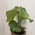 calathea burle marxii prayer plant 11cm pot (copy)