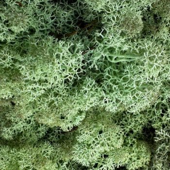 Preserved Reindeer Moss MINT GREEN Made with Moss plant decoration