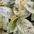 ficus shivereana variegata moonshine 11cm pot