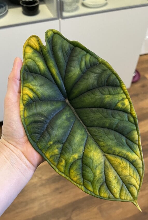 Everything You Need To Know About Alocasia Dormancy