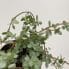 Begonia Gryphon Cane 12cm pot