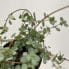 Begonia Gryphon Cane 12cm pot