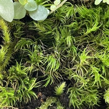 Fresh Live Moss Terrarium Vivarium Selection Fresh Moss carpet moss
