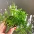 asparagus nanus fern 6cm pot