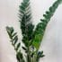 zamioculcas zamiifolia emerald palm zz x large 95cm heigh 19cm pot