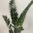zamioculcas zamiifolia emerald palm zz x large 95cm heigh 19cm pot