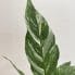 spathiphyllum diamond variegated peace lily 12cm pot