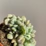 echeveria cubic frost cristata succulent 5cm pot