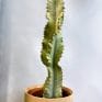 honey rustic concrete planter for 18cm pot