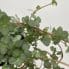 begonia gryphon cane12cm pot