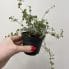 begonia gryphon cane12cm pot
