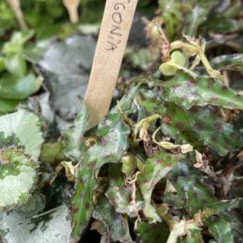 Terrarium Plant Bundles Make Your Own Terrarium Houseplants begonia 2
