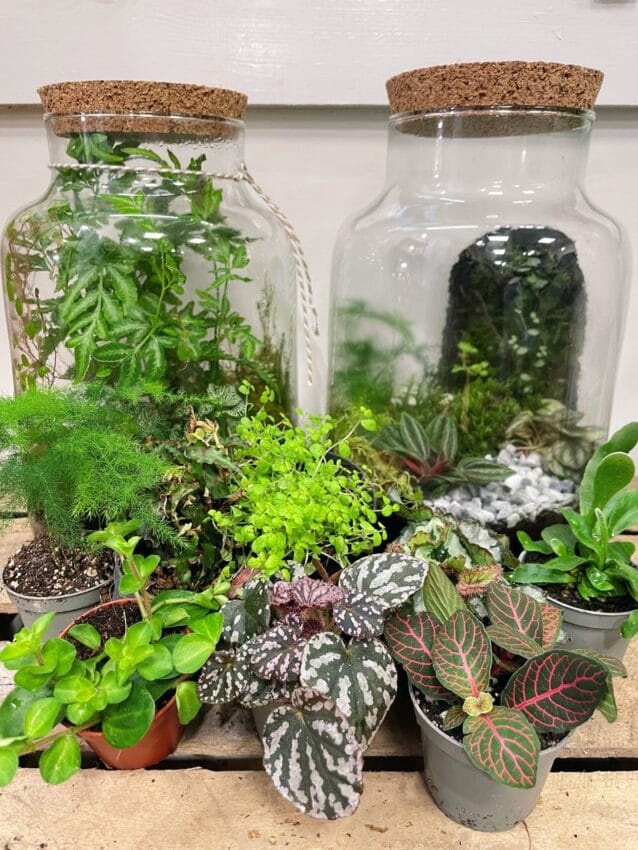 Terrarium Plant Bundles Make Your Own Terrarium 1 - Highland Moss