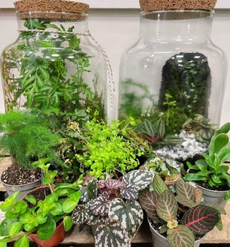 terrarium plants bundle