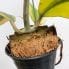 variegated hoya kerrii full plant 10cm pot
