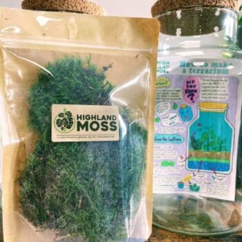 Fresh Live Moss Terrarium Vivarium Selection Fresh Moss carpet moss 2