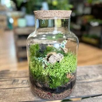 Eco Large Closed Terrarium Glass Container Cork Lid Glass Containers carpet moss