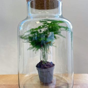 Terrarium Large Container Cork Lid Eco-Glass Glass Containers carpet moss 2