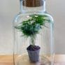 eco large closed terrarium glass container cork lid