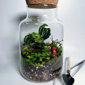 Terrarium, Vivarium and Mossarium Potting Mix Soil by Highland Moss Plant Care growing medium 4