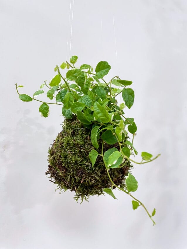 Kokedama’s Floating Planets: Transform Your Indoor Plants into Levitating Masterpieces