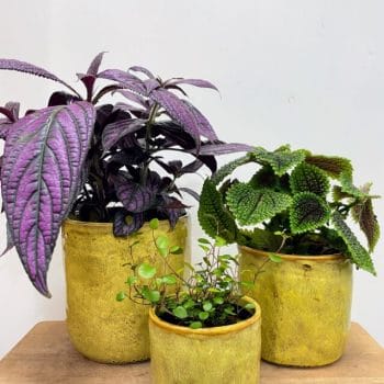 Yellow Glazed Pot Plant Accessories 12cm planter