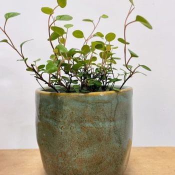 Green Glazed Pot Plant Accessories 12cm planter 2