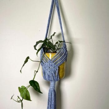 Epipremnum Aureum Global Green Pothos 12cm pot Hanging & Trailing air purifying 20