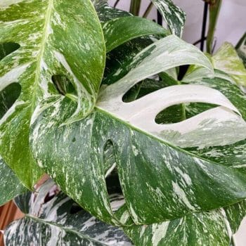 Variegated Monstera Albo 17cm pot Houseplants 17cm plant 3