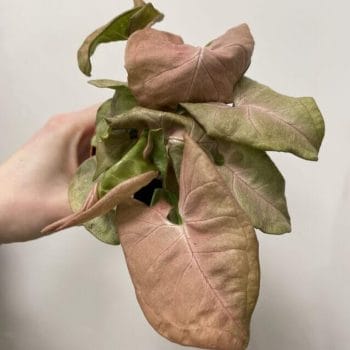 Syngonium Neon Robusta Pink Arrowhead Plant 9cm pot Houseplants air purifying
