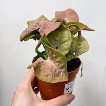 Syngonium Neon Robusta Pink Arrowhead Plant 9cm pot Houseplants air purifying 2