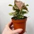 syngonium neon robusta pink arrowhead plant 9cm pot