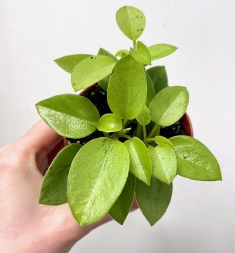 terrarium plant bundles make your own terrarium (copy)