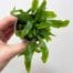 terrarium plant bundles make your own terrarium (copy)