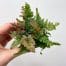 terrarium plant bundles make your own terrarium (copy)
