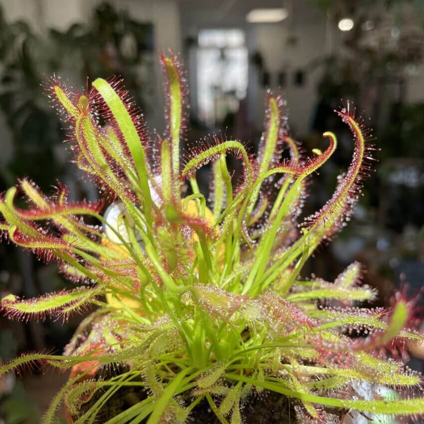 carnivorous plants eating