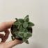 delosperma echinatum | pickle rick | 5cm (copy)