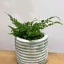 ridge rustic white concrete planter for 6cm pots