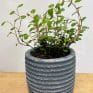 ridge rustic white concrete planter for 6cm pots