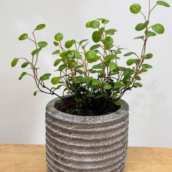Epipremnum Aureum Global Green Pothos 12cm pot Hanging & Trailing air purifying 21