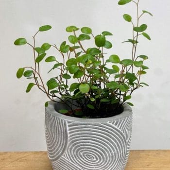Geometric Rustic Concrete Planter for 6cm pots Plant Accessories ceramic